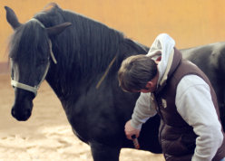 Lusitanohengst Debano schaut Taquin Cosack interessiert zu