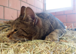 Lilly beim Mittagsschläfchen im Heu