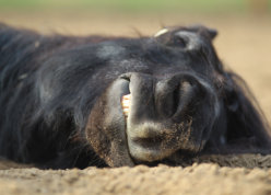 Ein bisschen Ähnlichkeit besteht mit Alf - oder?