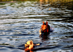 Schwimmen in der Weser - Annette Kramer mit ihrem Lusitano Lebrero