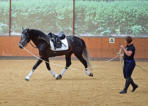 Matthias mit Lusitano Encantador