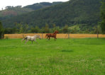 Toben auf der Wiese